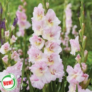 Magenta Princess Gladiolus Thumbnail